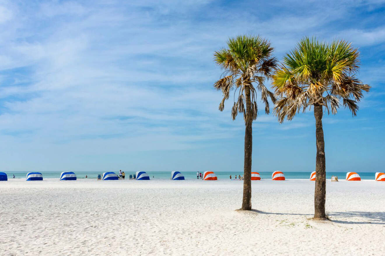 two palm trees and a beautiful sandy beach