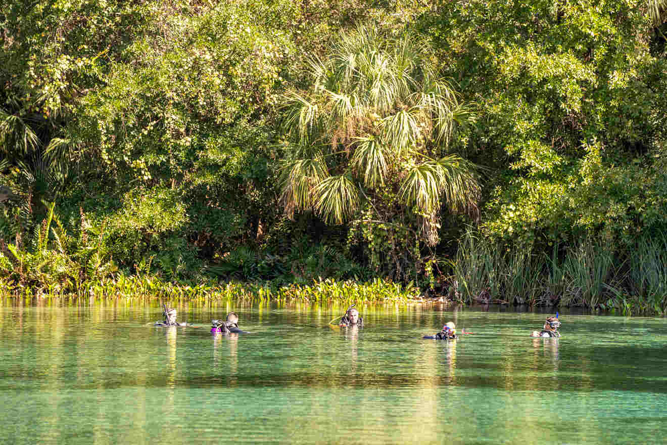 people diving in  Alexander Springs