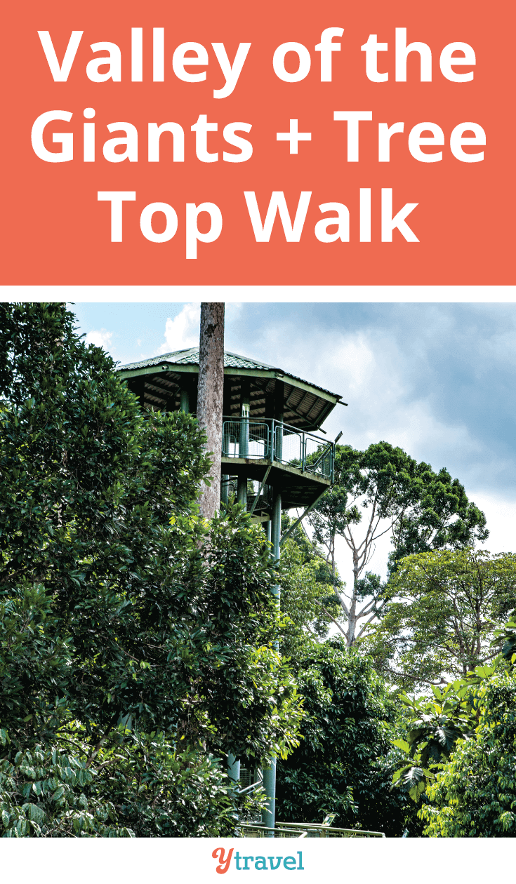 If you find yourself in Australia's South West, a visit to the Valley of the Giants and the Tree Top Walk is a must.