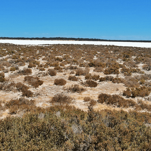 Salt Lake between Coober Pedy & Streaky Bay