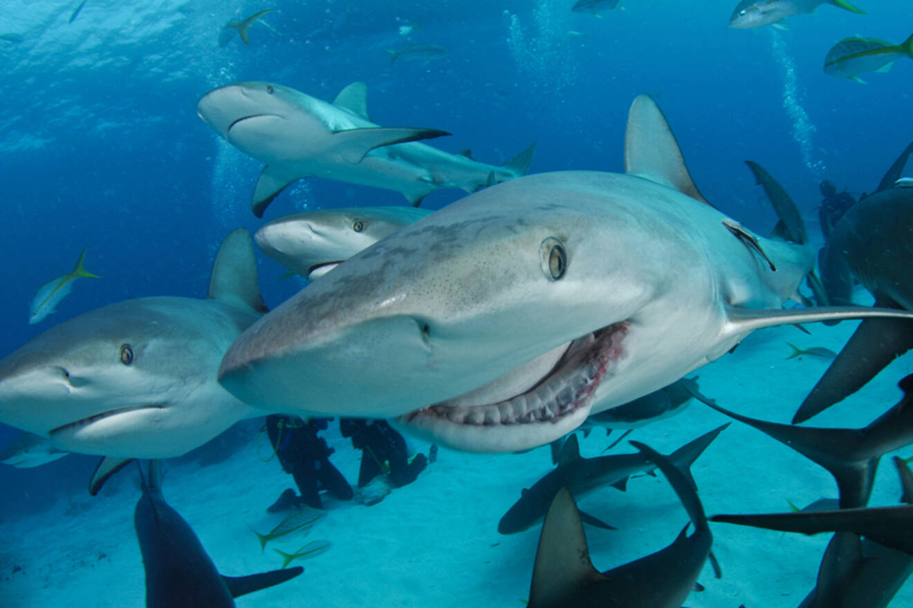 5 shark and wildlife viewing adventure