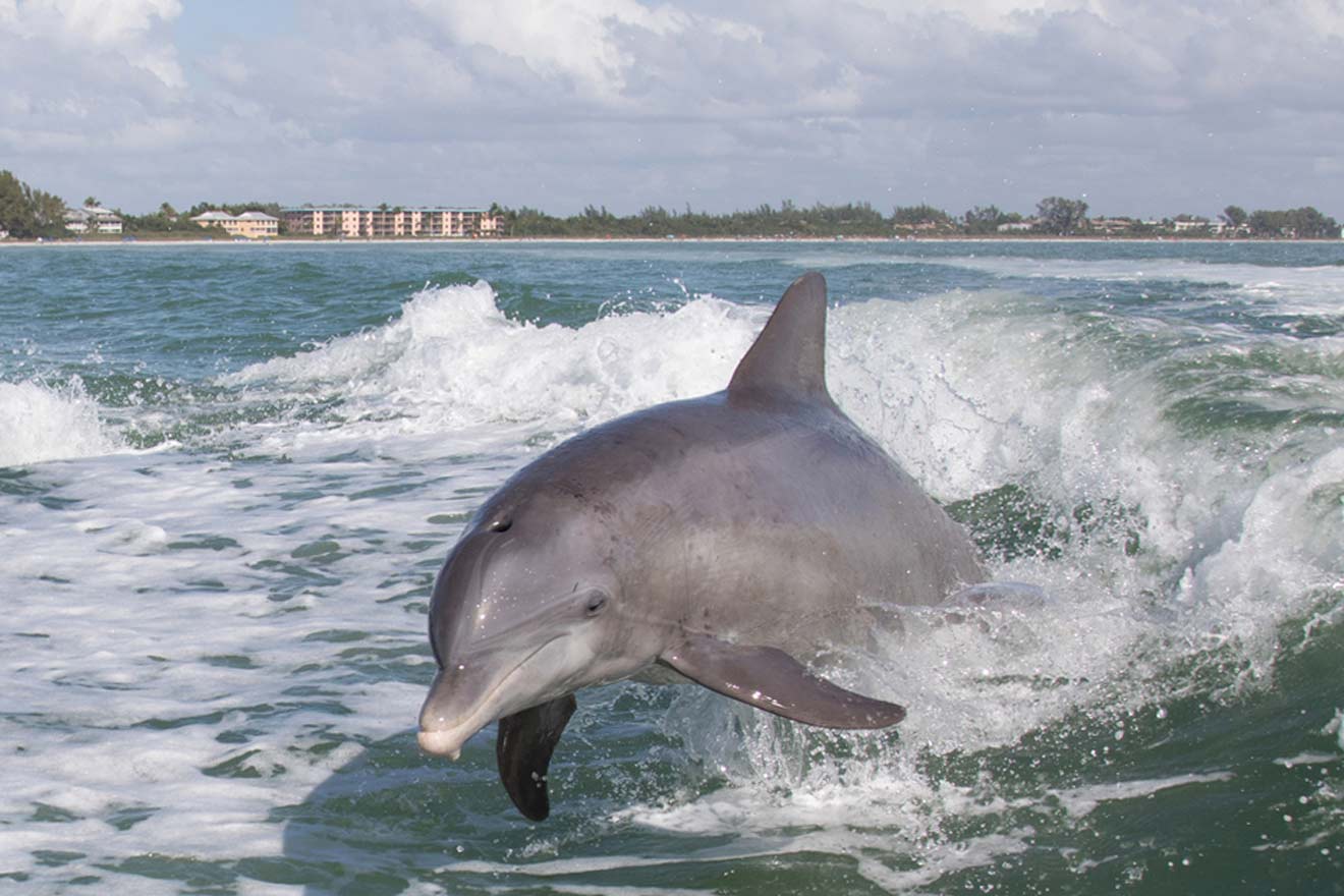 7 Banana River on a Dolphin Tour