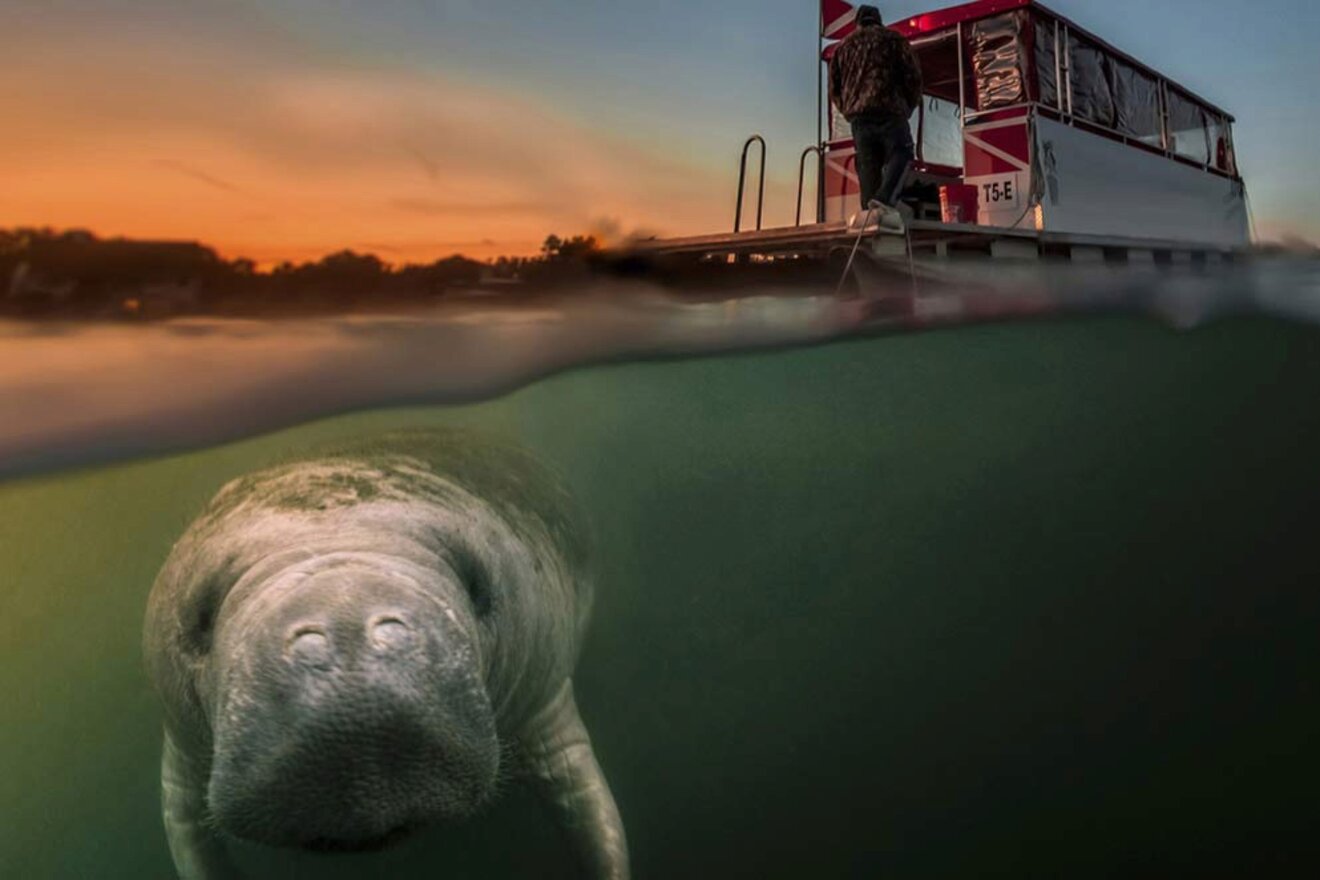 manatee closeup and diving boat 