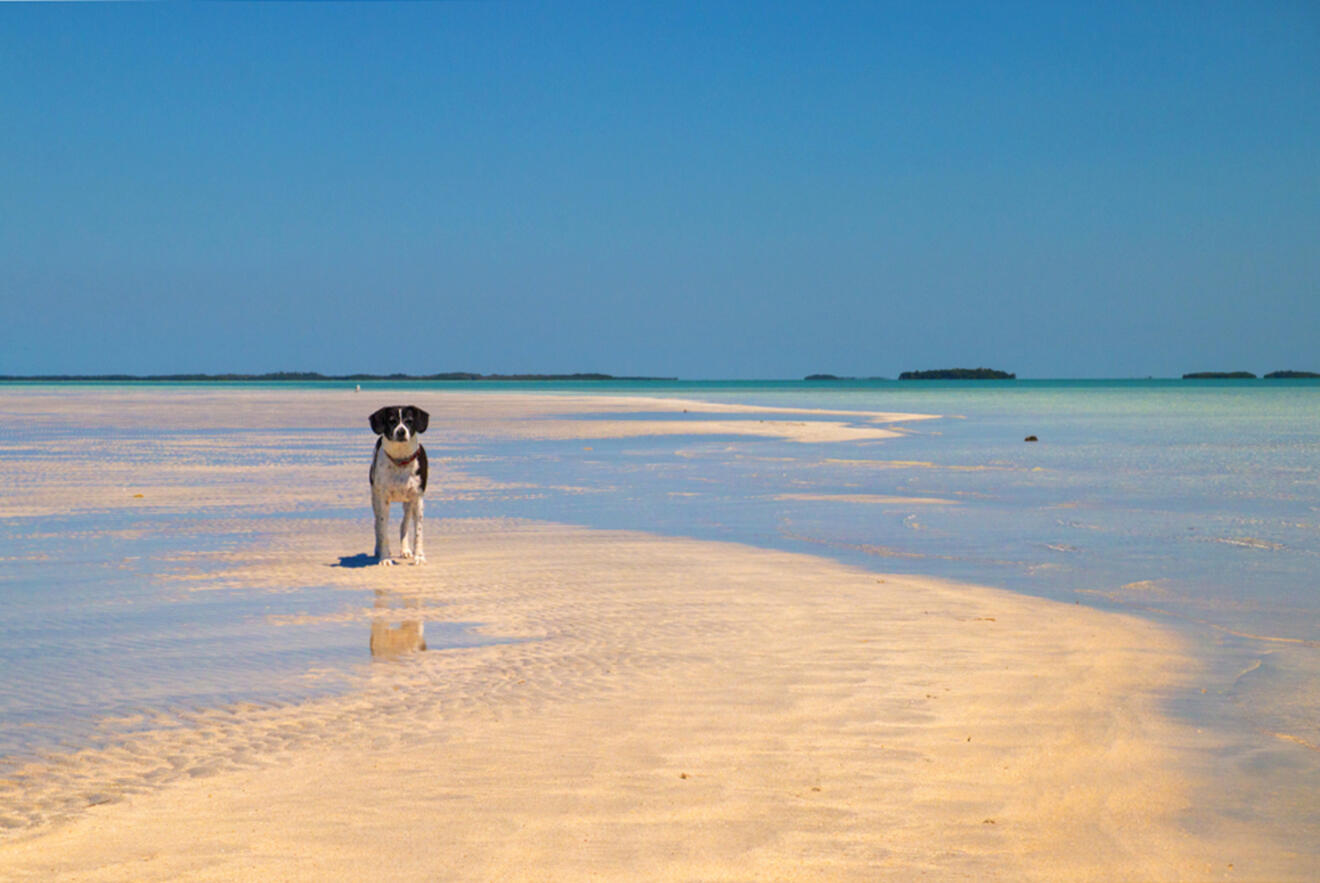 dog on the beach