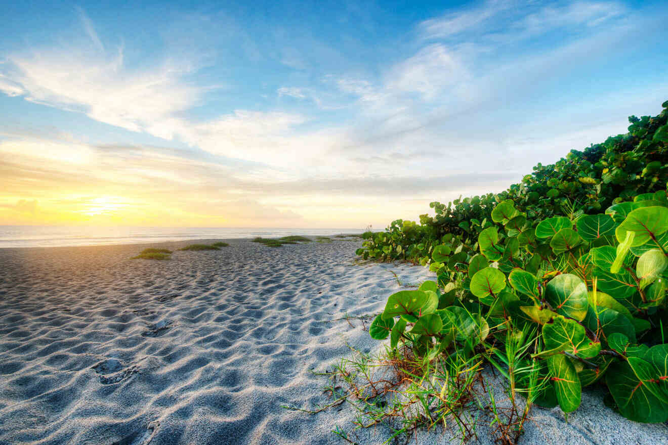 white sand beach and weed