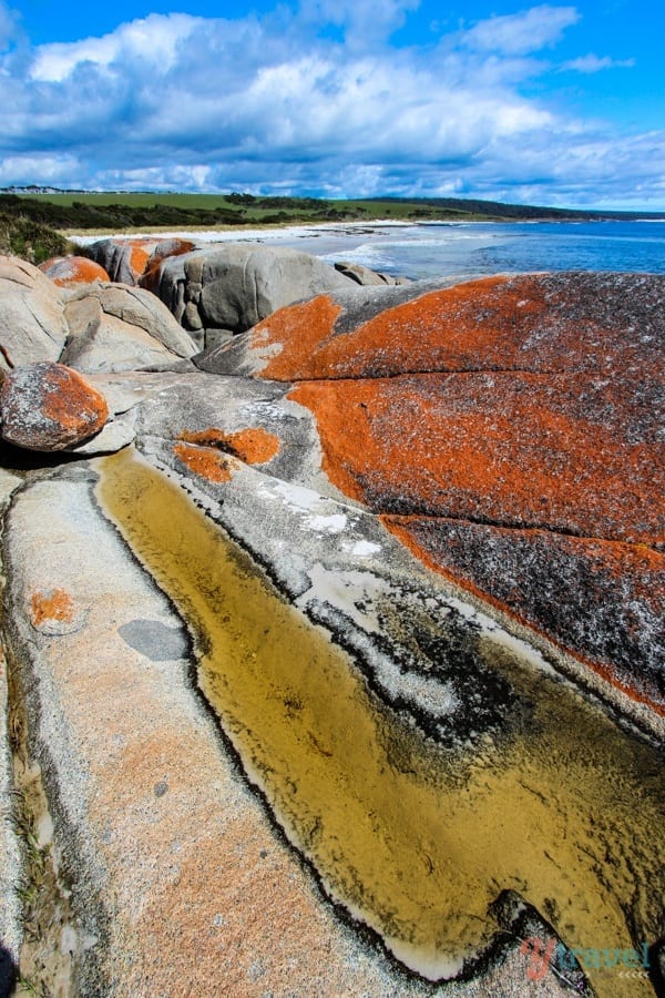 a  beach with orange lichen on the rocks