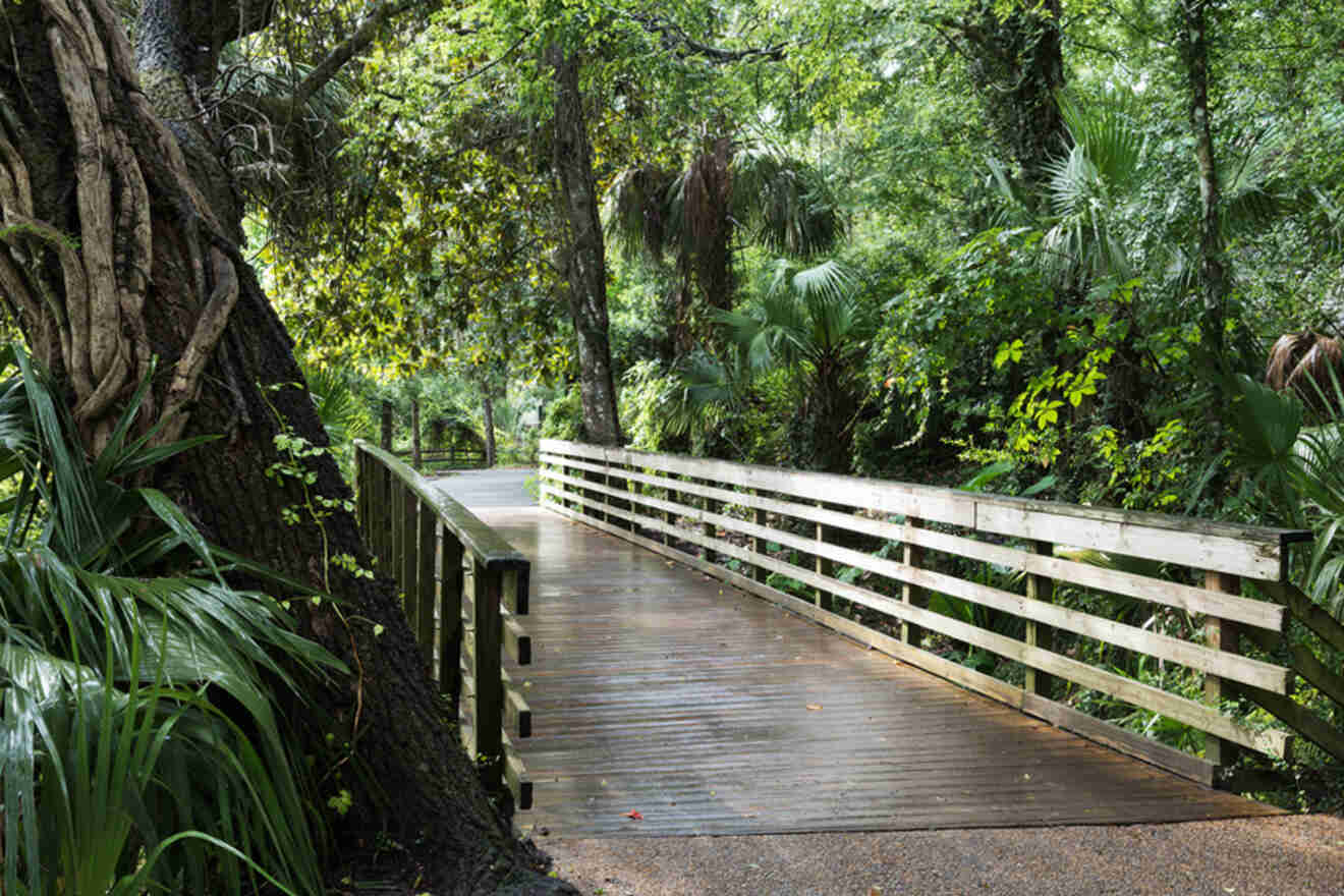 Best of Rainbow Springs State Park