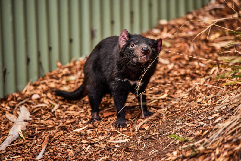 Tasmanian devil