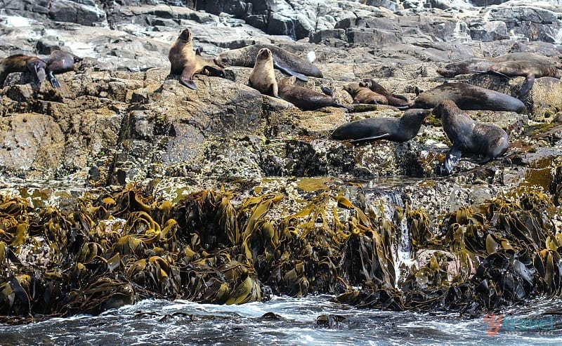 seals on rocks