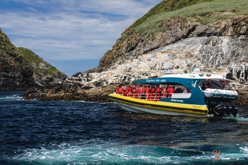 cruise boat going past bruny island