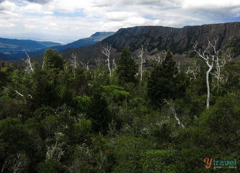 ancient pencil pine rising up out of forest near plateau