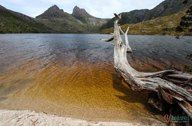 a large tree branch in a lake