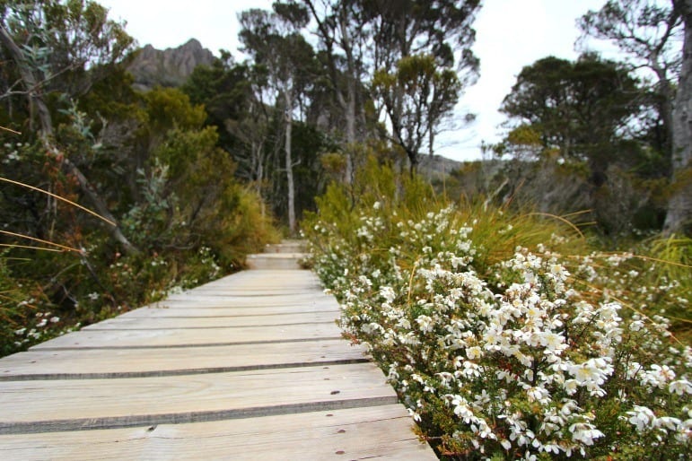 A path surrounded by trees