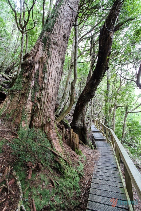 a pathway through a forest