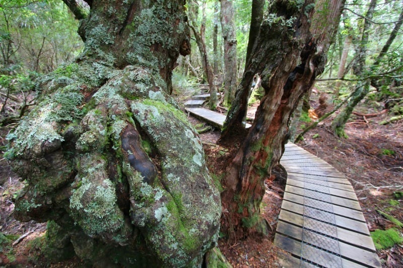 A tree in a forest