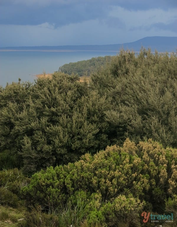 stormy skies, Great Lake and shrubs