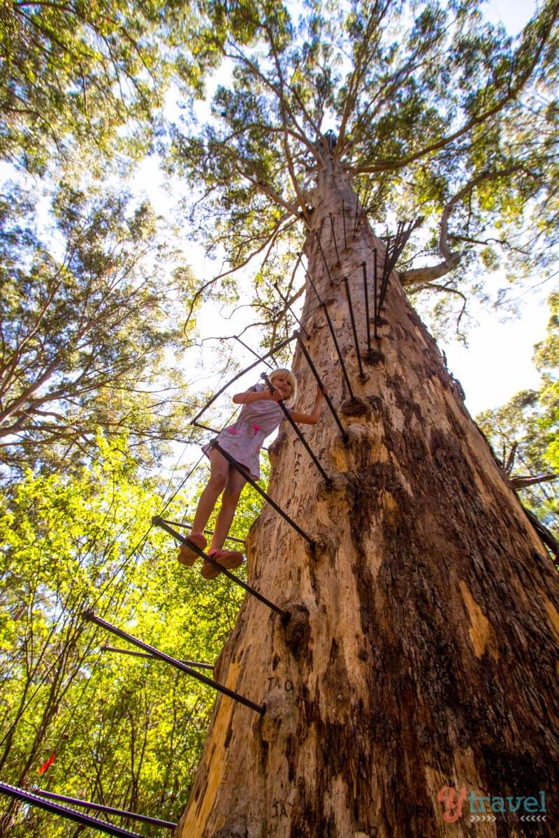 girl climbing a ladder on a tree