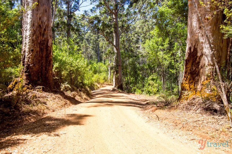 A dirt path in a forest