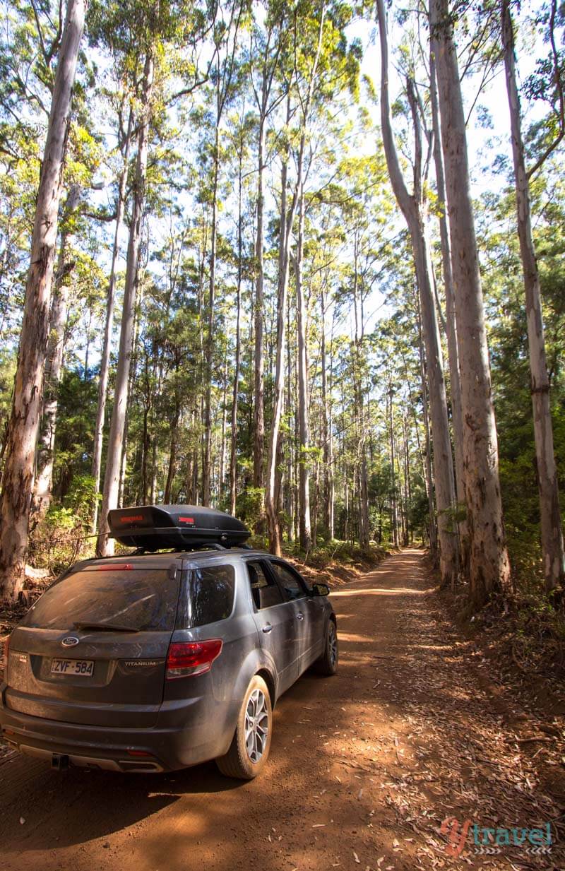 car driving down a dirt road in a forest