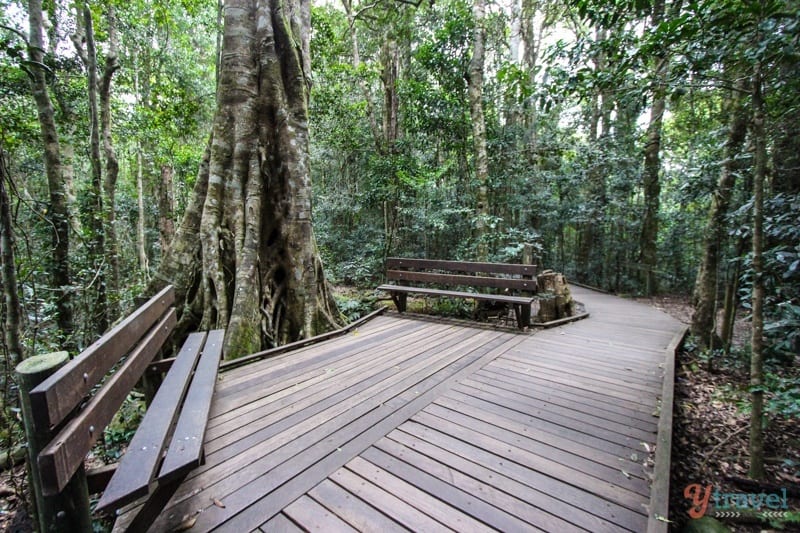 boardwalk ythrough forst