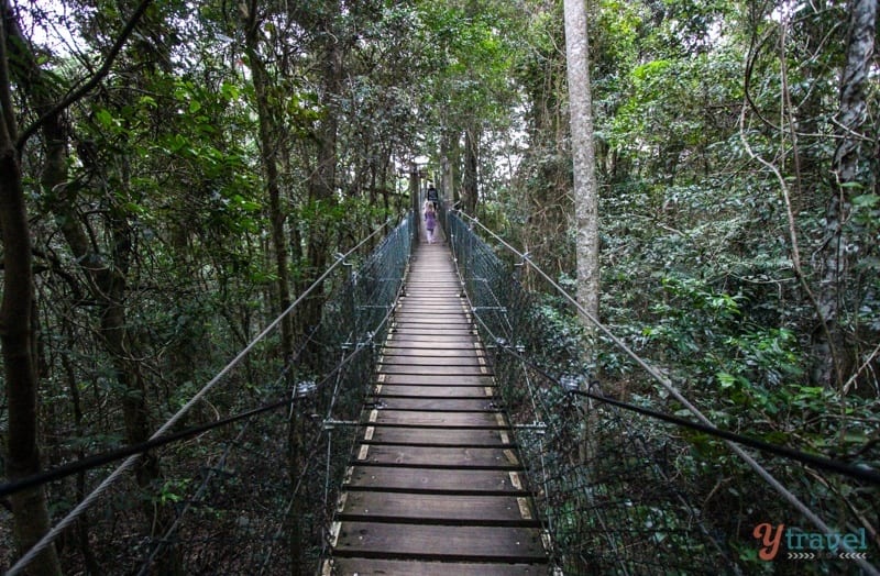 swinging bridge at O'Reilly's Tree Top Walk 