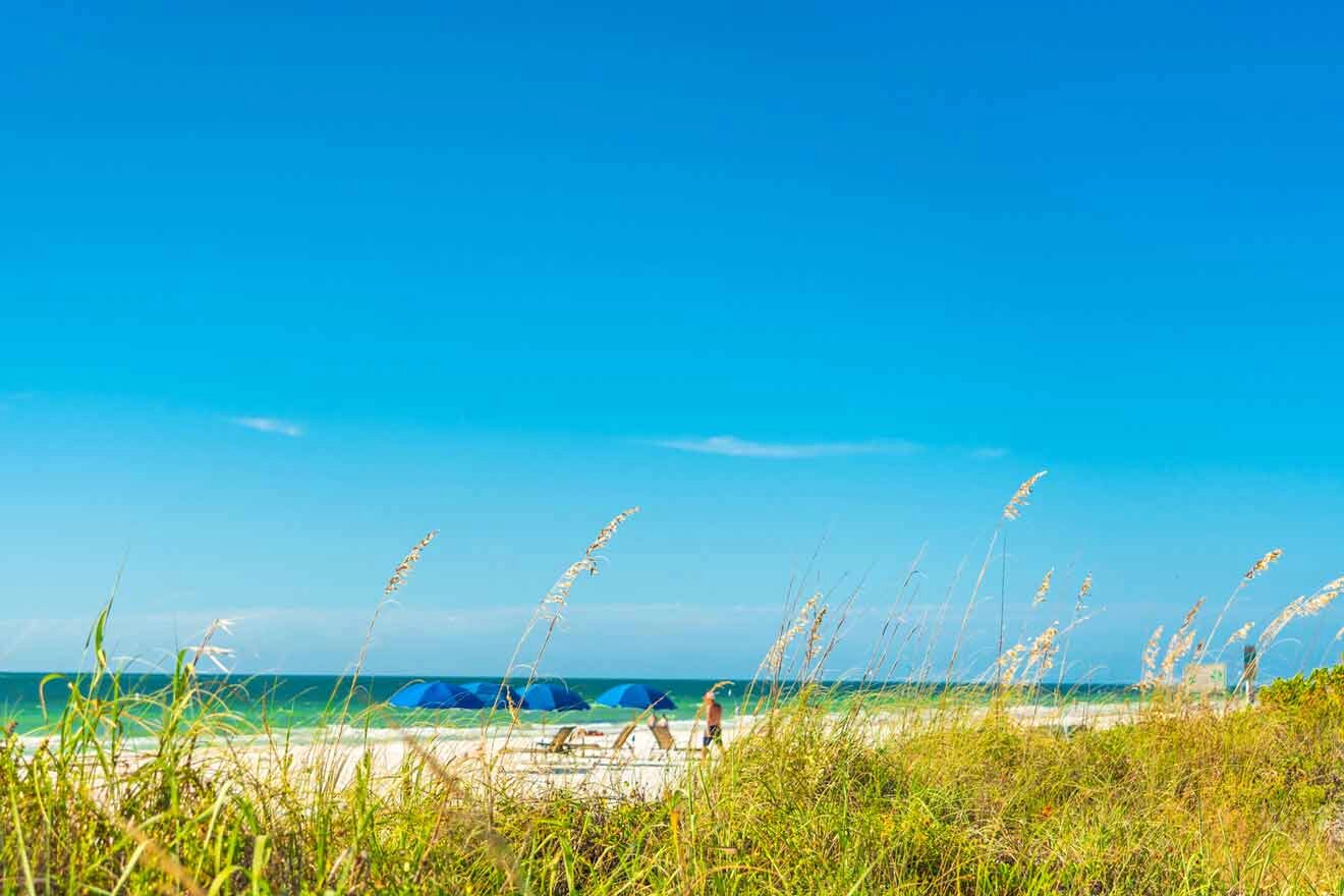 grass on the beach 