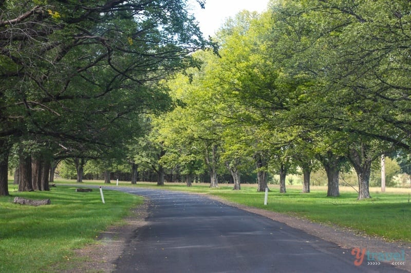 tree lined Tourist Drive 19 