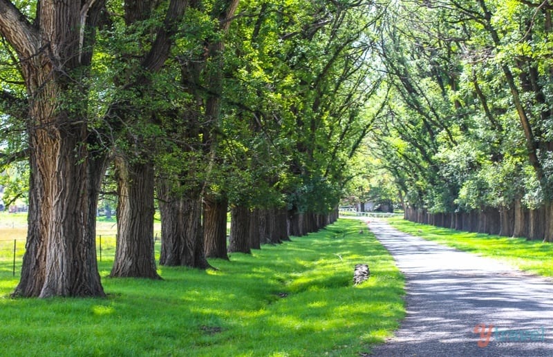 Elm Trees lined street