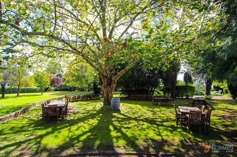 tables under tree in Petersons Winery garden