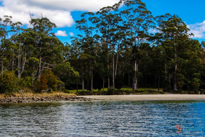 A body of water surrounded by trees