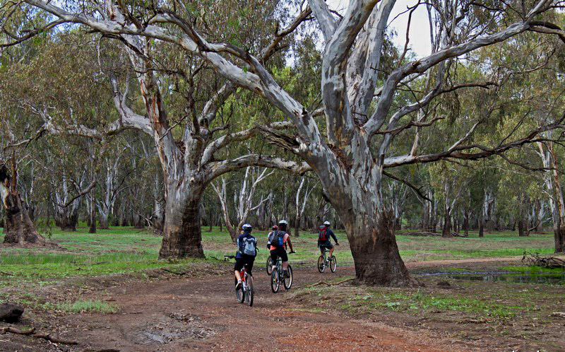 people mountain biking through forest