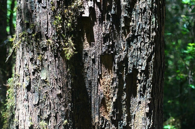 A tree in a forest