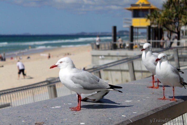 seagulls on concrete bench at beach