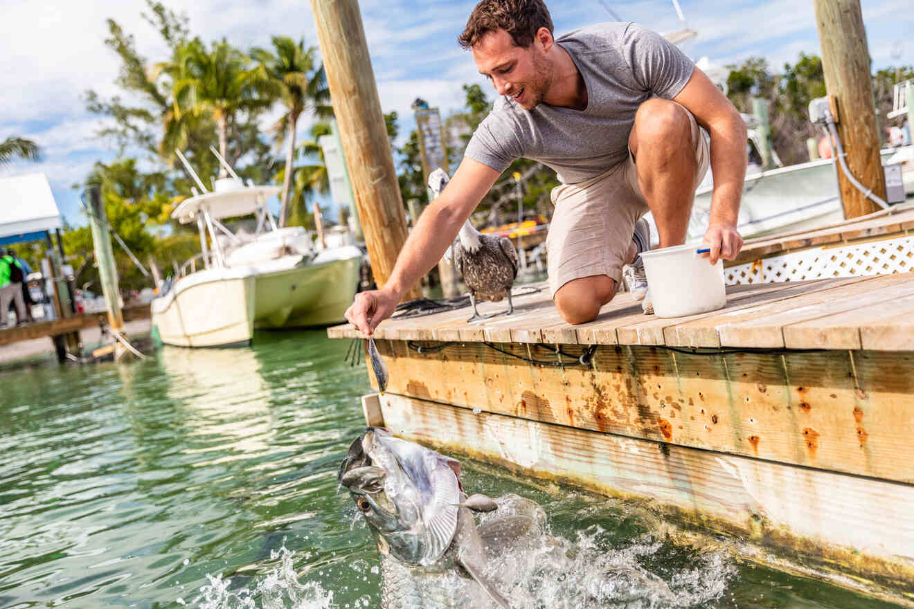 man feeding giant tarpoon