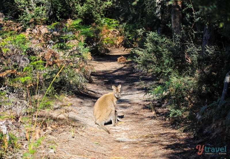 a kangaroo on a path