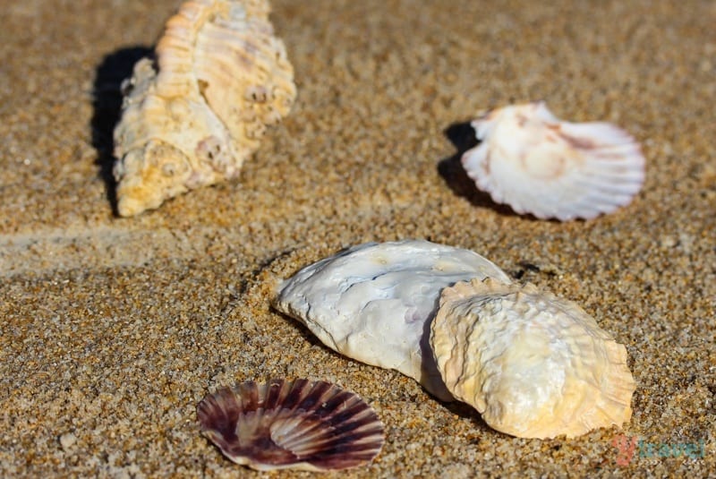 shells on a beach