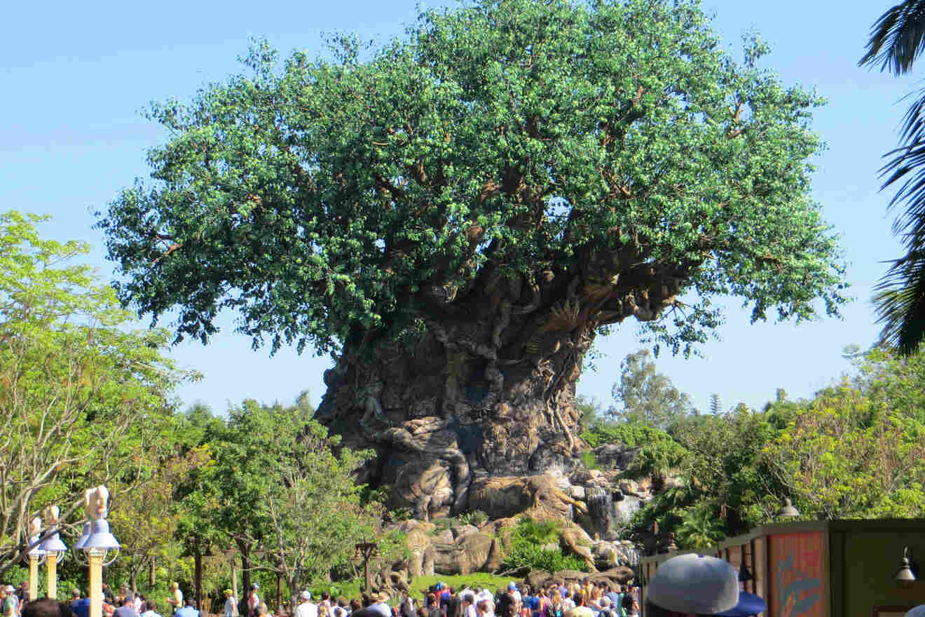 tree of life at Animal Kingdom