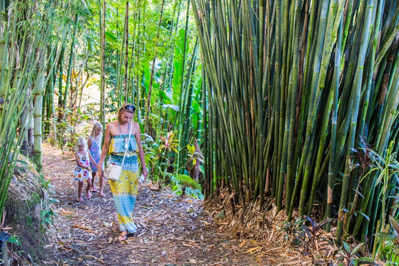 people Walking through Bamboo Alley in the Garden of Eden 