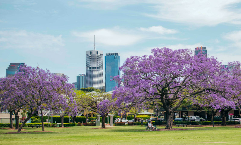 purple trees in new farm park with city skyline