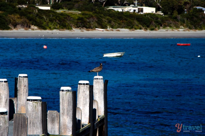 bird sitting on jetty pole