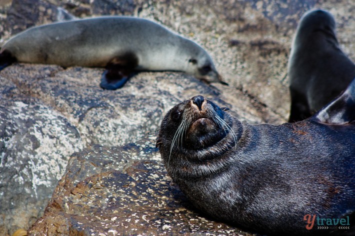 seals lying on a rock