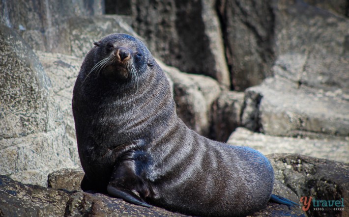 A seal on a rock