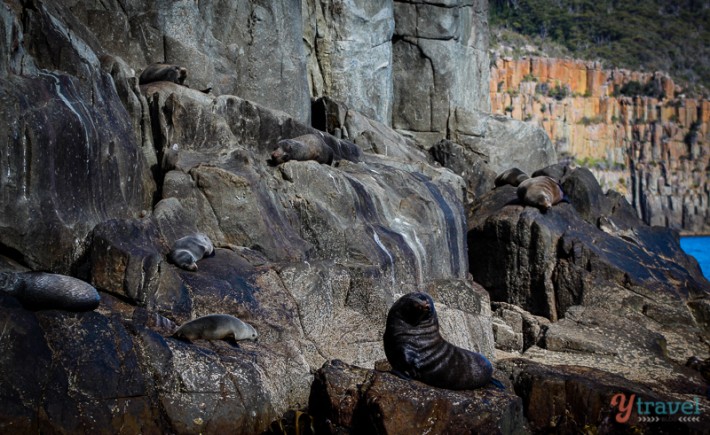 seals lying on rocks