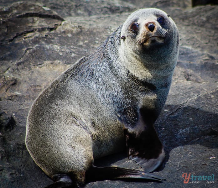 a seal on a rock