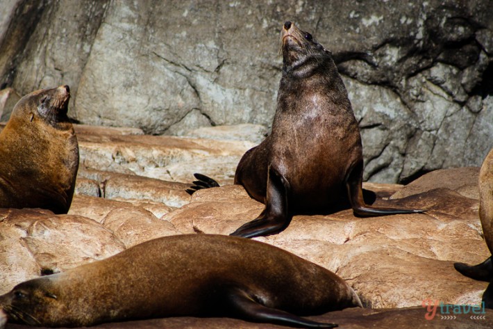 A seal on a rock