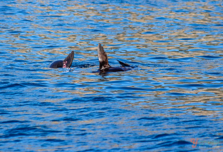 seals in the ocean