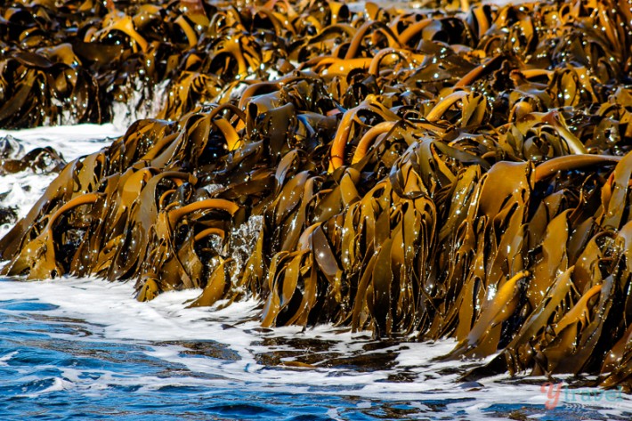 seaweed