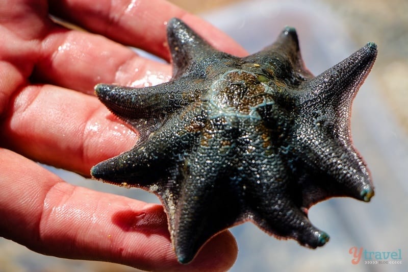 A close up of a starfish