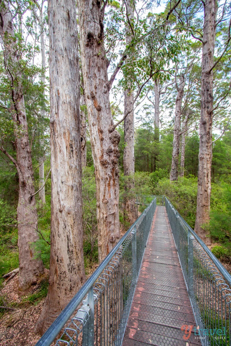 bridge in a forest