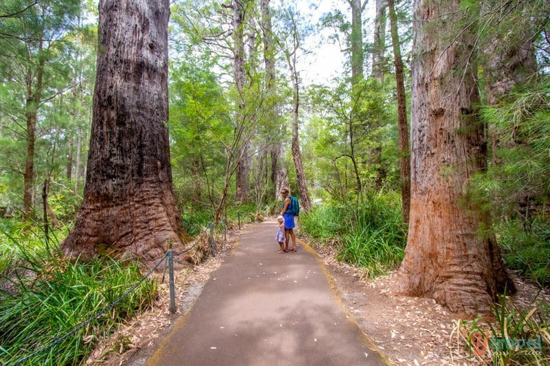 people walking on a forest trail